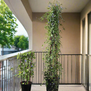 Jacquemontia Pentantha - Sky Blue Cluster Vine